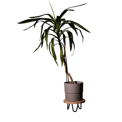 Apvalus medinis gėlių stovas, uosis