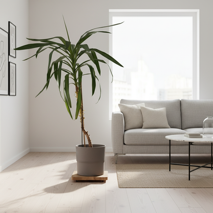 Medinis gėlių stovas, uosis